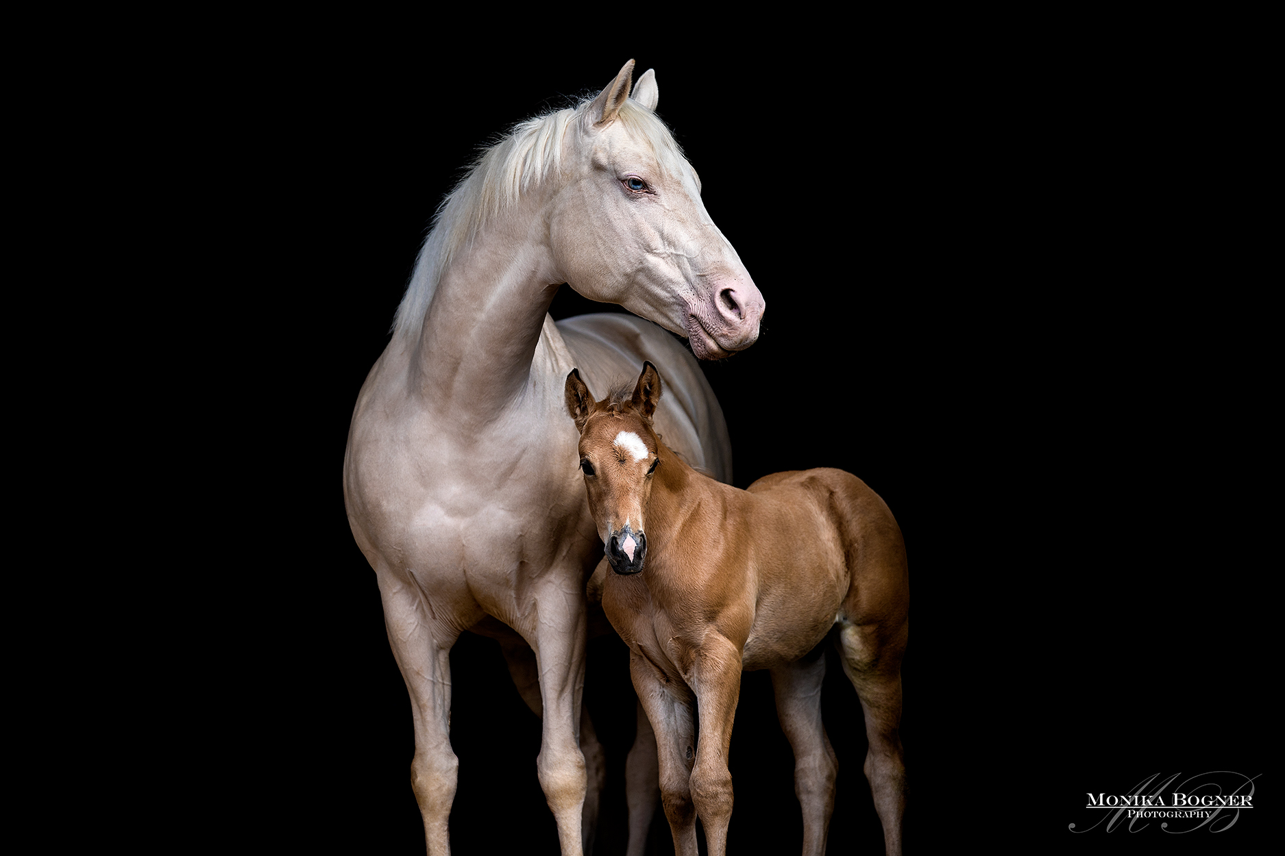 The pretty Destiny with her sweet little colt